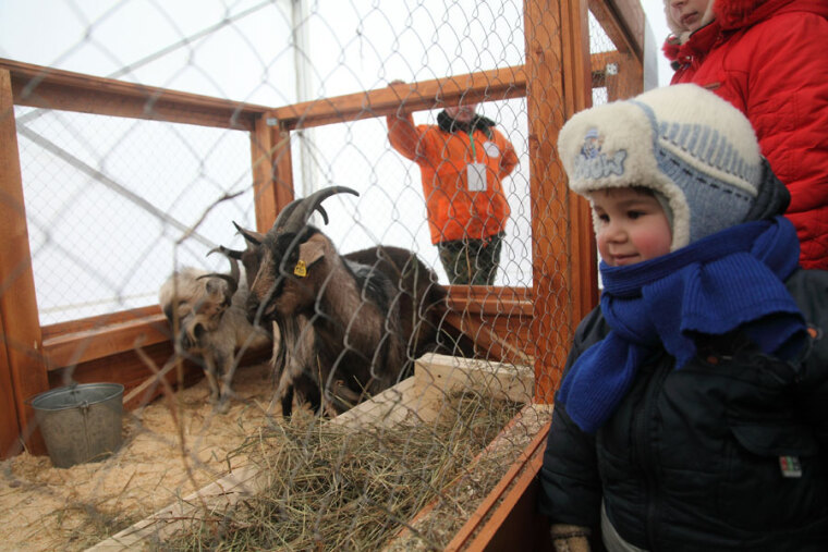 Фермерское дело на городских площадях