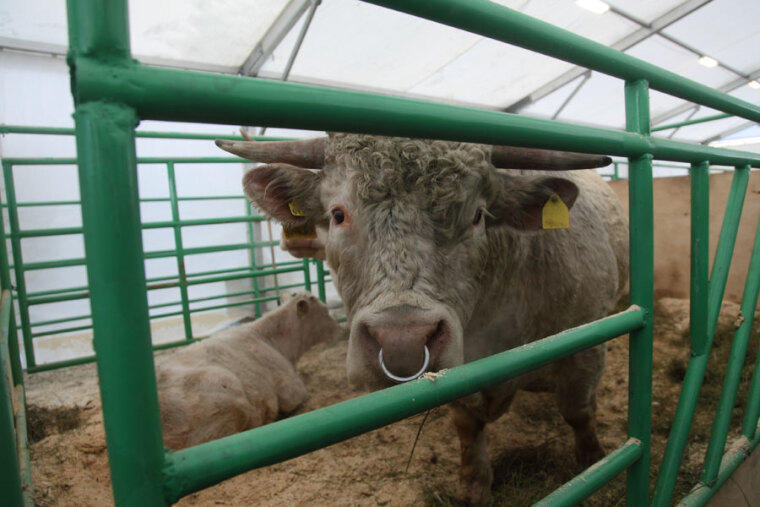 Фермерское дело на городских площадях