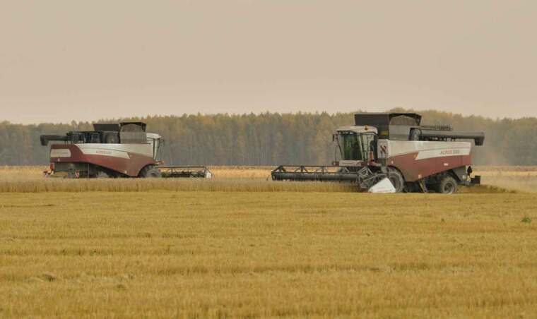 Летние дожди обернулись хорошим урожаем