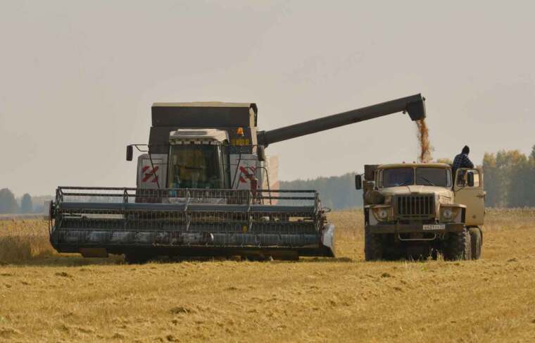 Летние дожди обернулись хорошим урожаем