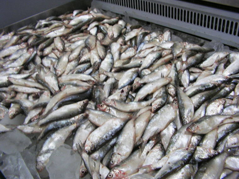 Когда приплывет царь-рыба?