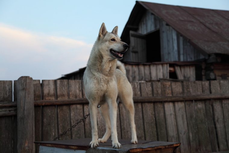 По каналам Сибирской Венеции