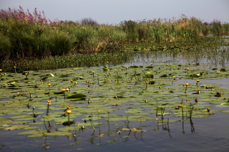 По каналам Сибирской Венеции