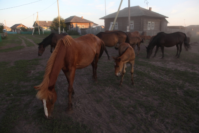 По каналам Сибирской Венеции