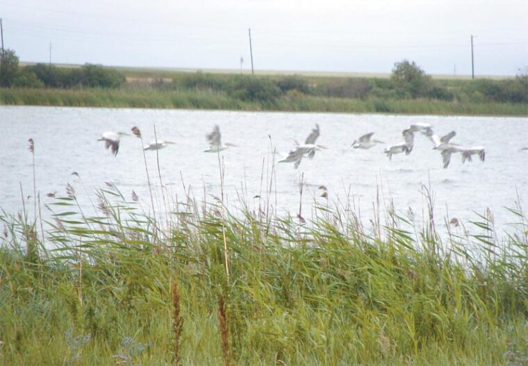 Армизонское: сибирский край березового ситца