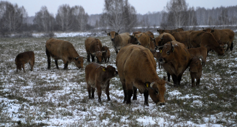 Радужная «Перспектива»
