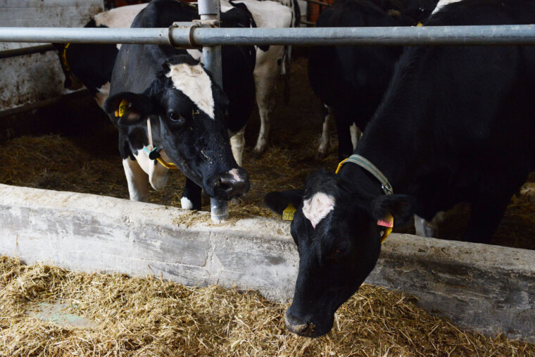 Почет и уважение крестьянским рукам