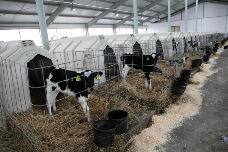 Инвестиции окупятся литрами молока