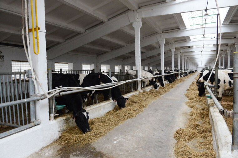 Пути развития тюменского агропрома