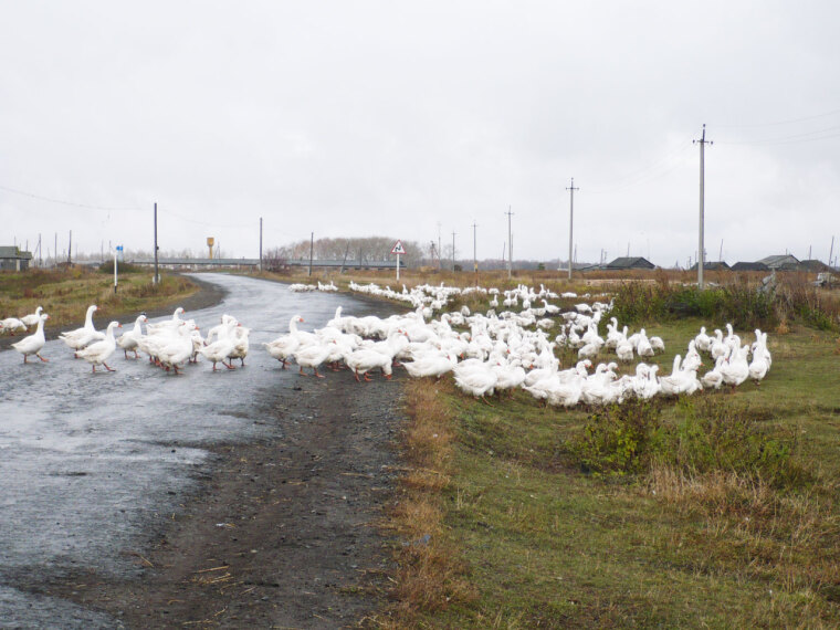 Пернатый бизнес на берегу озера