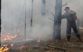 В Тюменской области ликвидировали лесной пожар на площади 1 гектар