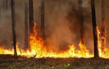 На территории Тюменской области действует один лесной пожар
