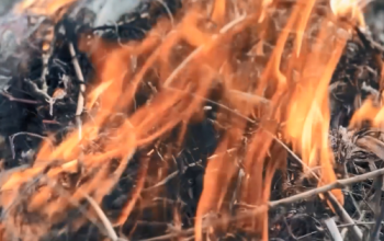 Тюменцев предупреждают об опасности поджигания сухой травы