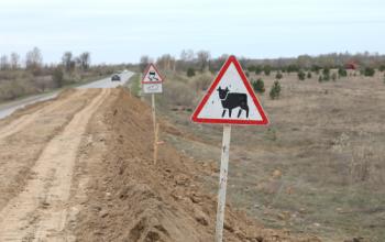 В селе Коркино спасут домашний скот в случае резкого подъема воды