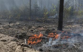 За сутки в Тюменской области ликвидировали четыре лесных пожара