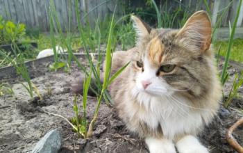 Почему кошки любят жевать траву