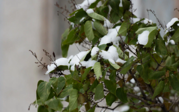 Тюменских дачников предупредили, что майский снегопад не навредит их растениям