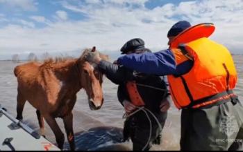 Сотрудники МЧС России спасли в Тюменской области  табун лошадей 