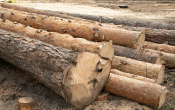 В апреле в Тюменской области незаконно вырубили деревьев на сумму более 450 тысяч рублей